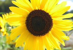 夏の予感