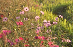 夕陽のコスモス