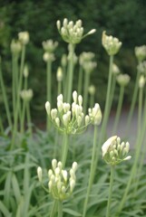 アガパンサスの季節