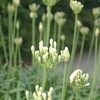 アガパンサスの季節