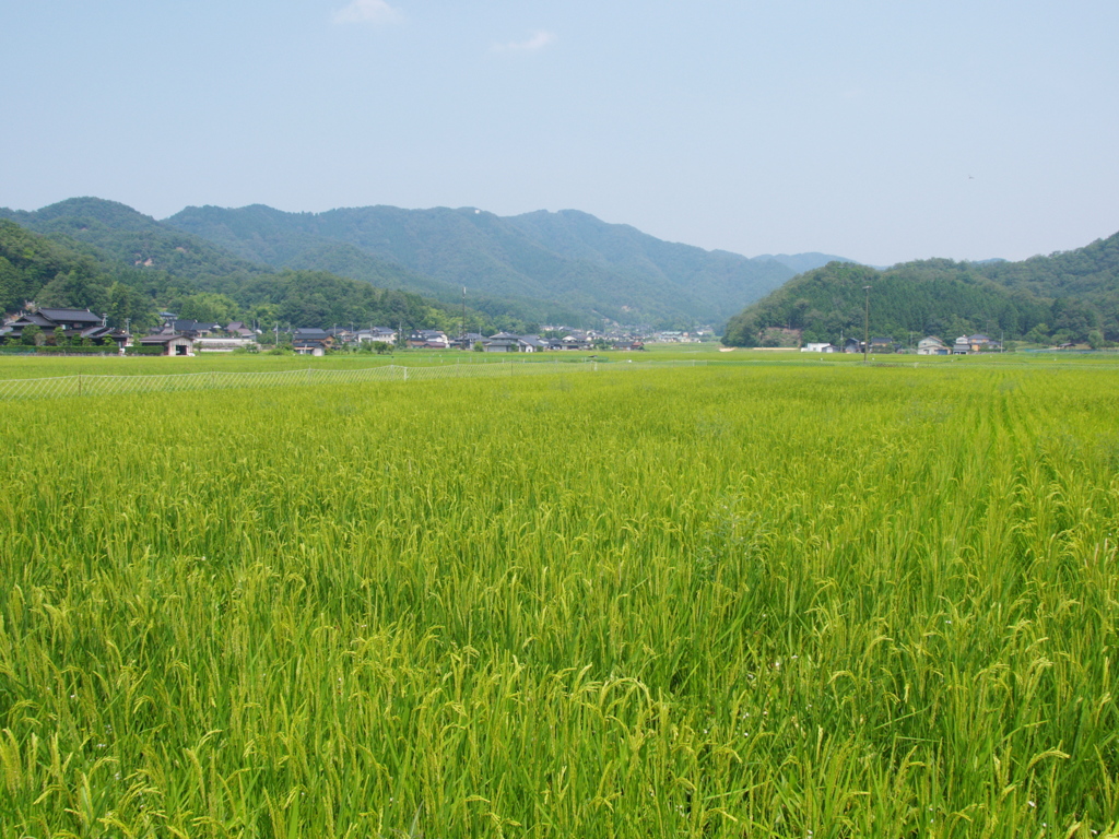 但馬紀行　こうのとりの里