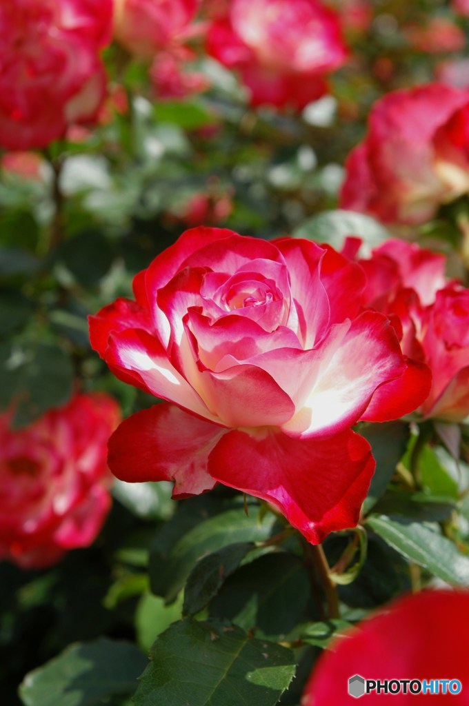 薔薇1