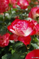 薔薇1