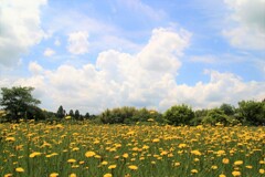 ブタナの園