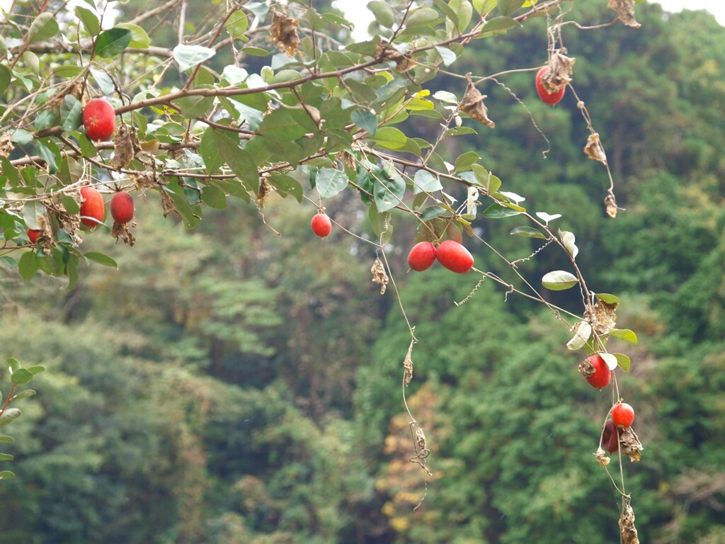 里の秋