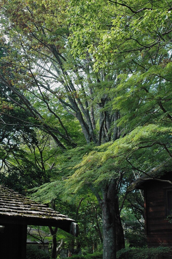 次は紅葉の頃に