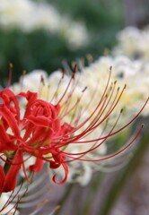 紅白