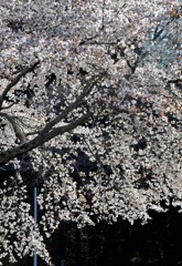 今年もありがとう