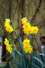 曇り時々春雨にぬれて