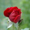 赤い薔薇