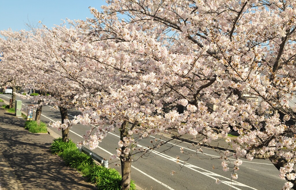 さくら十景
