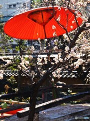 湯島天神にて