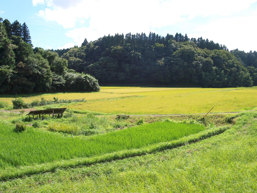お盆も過ぎて