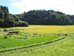 お盆も過ぎて
