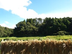 八月の里山
