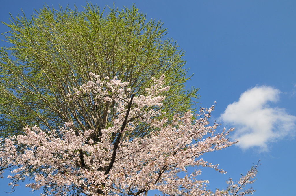 長閑な春の空
