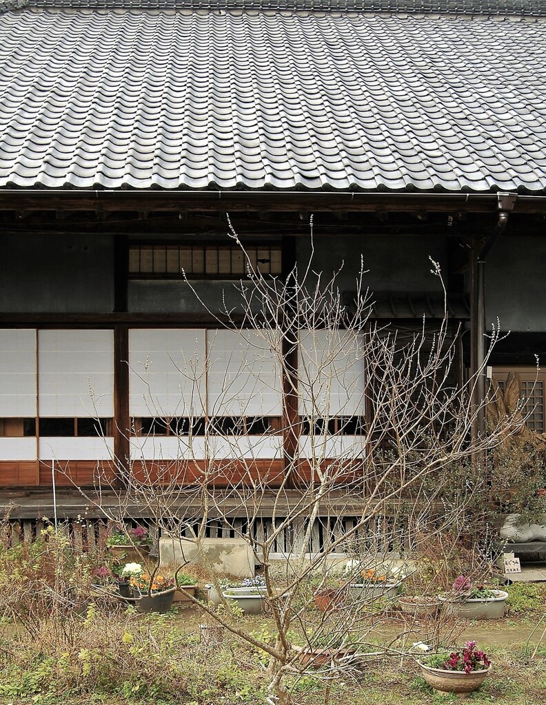 冬枯れの庭