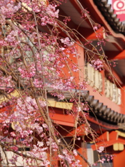 神楽坂で見つけた春Ⅰ