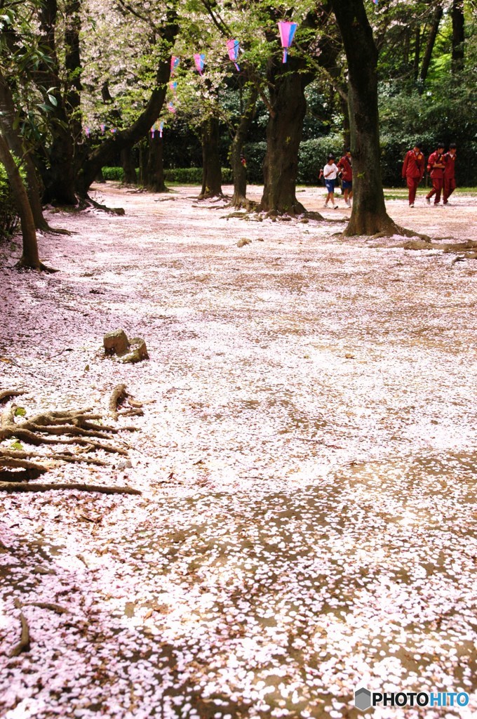 桜道