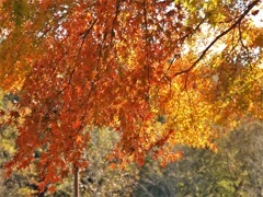 秋の公園・散歩道