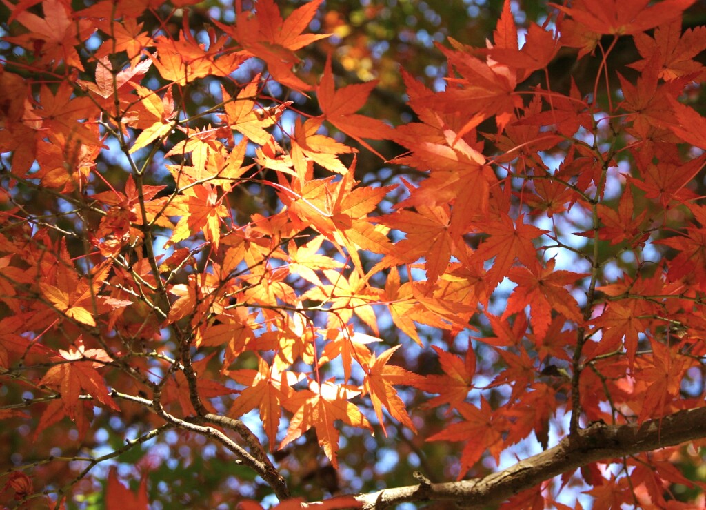 見上げた先の秋