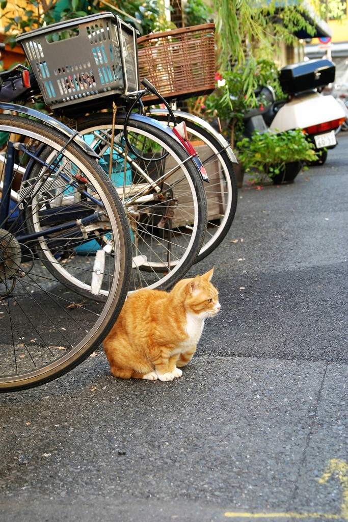路地猫