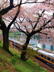 外堀桜景色10