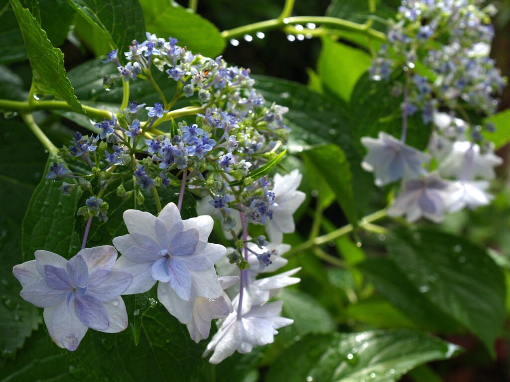 雨に濡れた隅田の花火