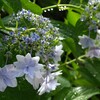 雨に濡れた隅田の花火