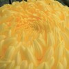 菊の季節