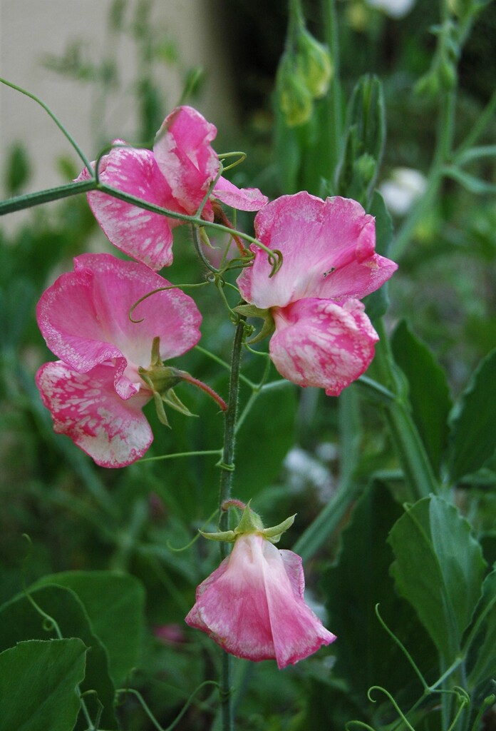 豆の花