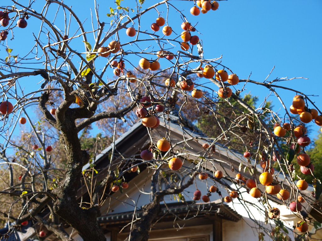 里山晩秋