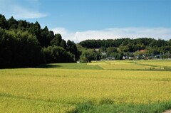 晩夏の里山