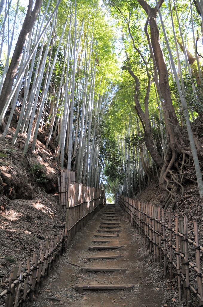 佐倉ひよどり坂