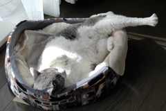 寝相の悪いネコ