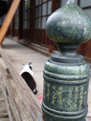 お寺ネコ