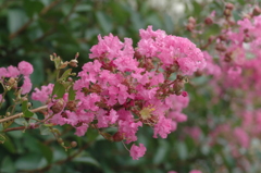 夏の花景色