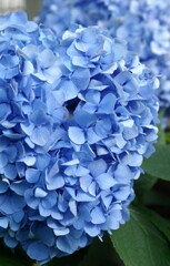 六月を彩る