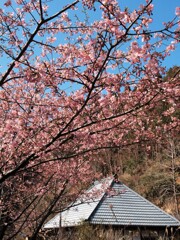 里山にも春の便り