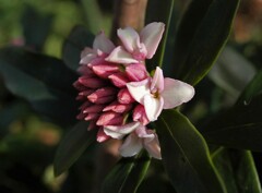 少しずつ春の香りが