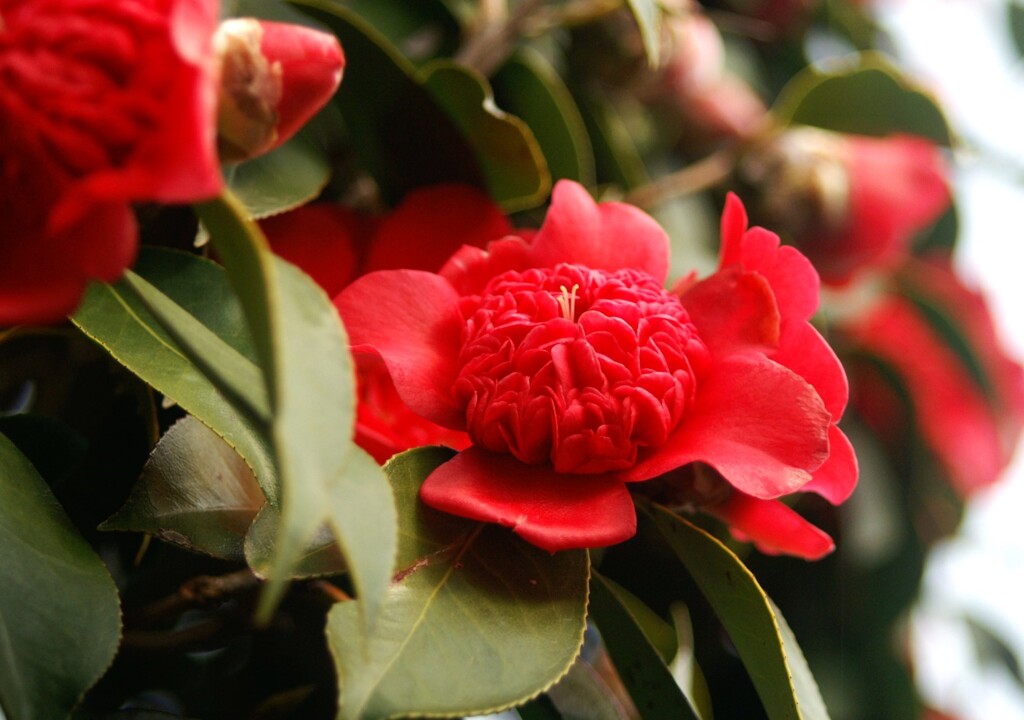 春を彩る花たち