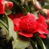 春を彩る花たち