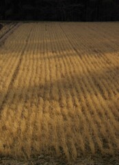 冬の里山点描