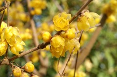 その甘い香りは…