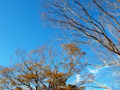 空が広くなってきた