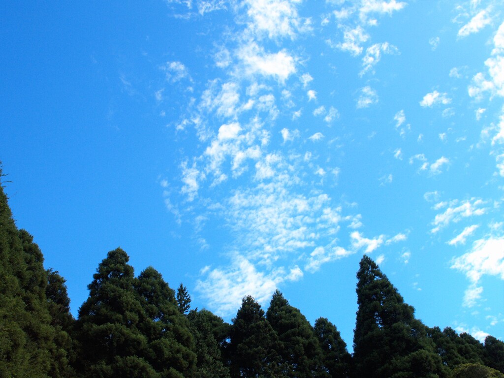 森の上の青空