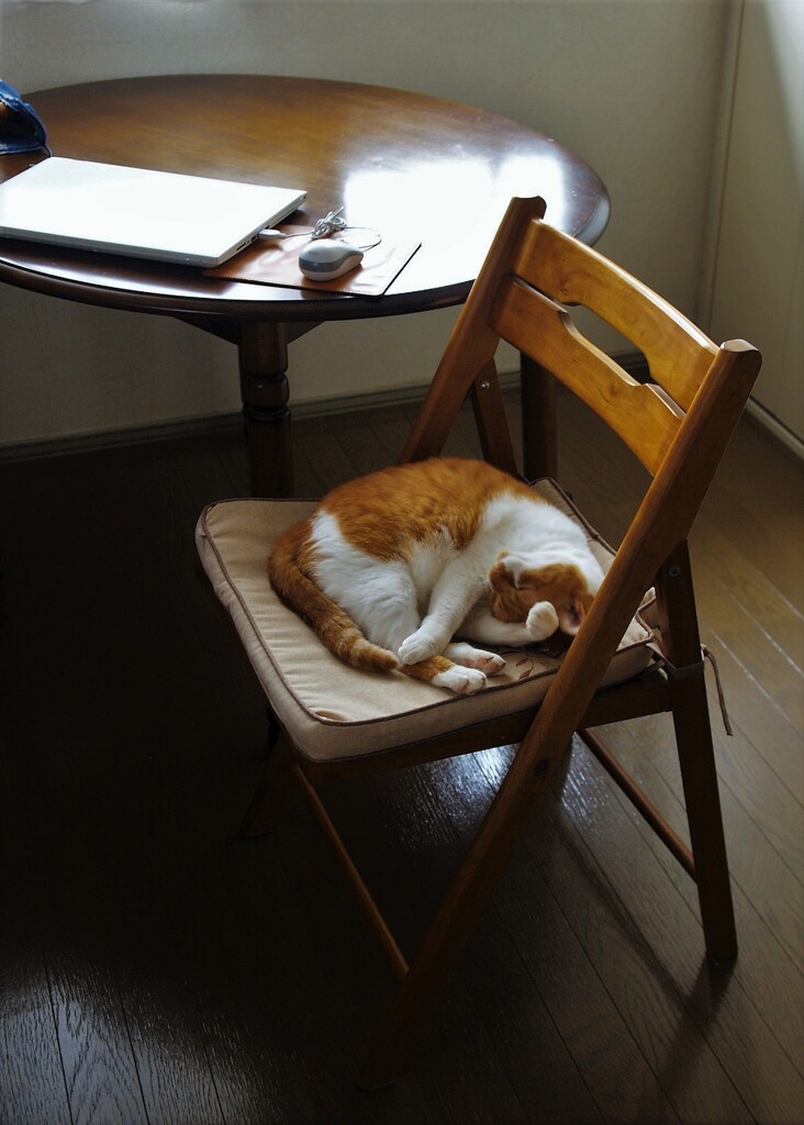 猫のいる部屋