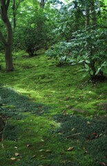 苔を楽しむ 苔を楽しむ