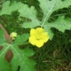 スイカの花