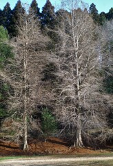 春を待つメタセコイア